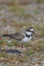 Little Ringed Plover (Charadrius dubius) adult bird standing on a gravel bank at the lakeshore,
