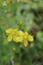 Common St John's wort (Hypericum perforatum), spotted St John's wort or common St John's wort
