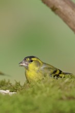 Siskin (Carduelis spinus), male sitting on moss, mossy ground, Wilnsdorf, North Rhine-Westphalia,