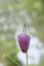 Snake's Head Fritillary (Fritillaria meleagris), still closed flower in a meadow with bokeh in the