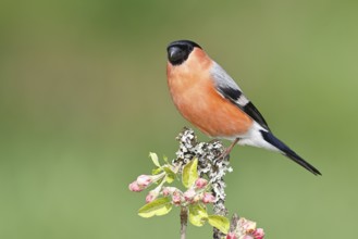 Bullfinch (Pyrrhula pyrrhula) male sitting on a branch with apple blossoms (Malus domestica),