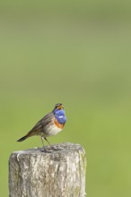 Bluethroat (Luscinia svecica cyanecula), male, singing on a pasture fence post, wildlife, Lembruch,