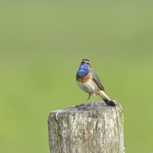 Bluethroat (Luscinia svecica cyanecula), male, on a pasture fence post, wildlife, Lembruch, Ochsen