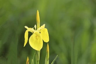 Marsh iris (Iris pseudacorus), yellow flower in a pond, Wilnsdorf, North Rhine-Westphalia, Germany