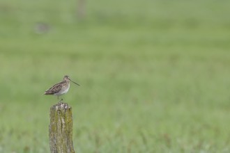 Snipe (Gallinago gallinago), standing on fence posts of a pasture, on moorland, snipe birds,