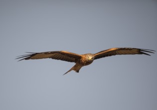 Red kite (Milvus milvus), Extremadura, Castilla La Mancha, Spain