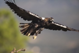 Iberian Eagle (Aquila adalberti), Spanish imperial eagle, Extremadura, Castilla La Mancha, Spain