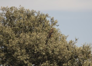Marsh harrier (Circus aeruginosus), Extremadura, Castilla La Mancha, Spain