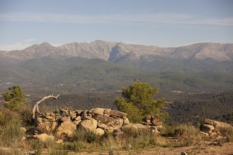 Red kite (Milvus milvus) in the landscape of Extremadura, Castilla La Mancha, Spain