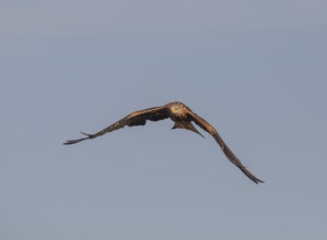 Red kite (Milvus milvus), Extremadura, Castilla La Mancha, Spain