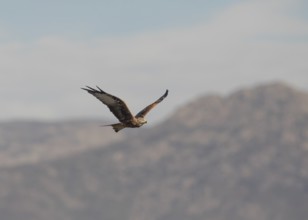 Red kite (Milvus milvus), Extremadura, Castilla La Mancha, Spain