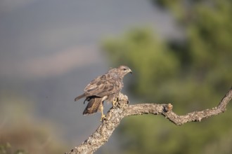 Common buzzard (Buteo buteo), Extremadura, Castilla La Mancha, Spain