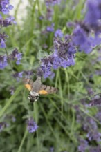 Pigeon tail (Macroglossum stellatarum), Bavaria, Germany