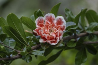Ornamental pomegranate (Punica granatum), Veneto, Italy