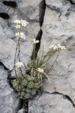 Grape saxifrage (Saxifraga paniculata), Veneto, Italy