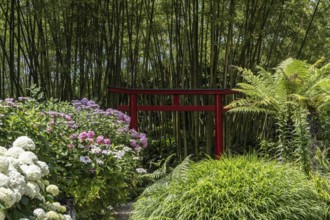 Hydrangea and bamboo (Phyllostachys), Andre Heller Garden, Gardone, Italy