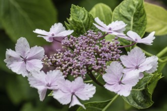 Hydrangea (Hydrangea macrophylla), Andre Heller Garden, Gardone, Italy