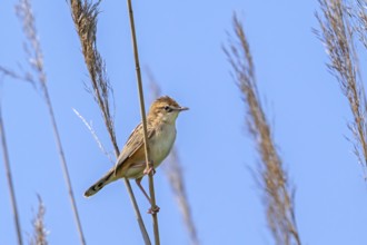 Zitting cisticola, streaked fantail warbler (Cisticola juncidis cisticola) perched in reed bed,
