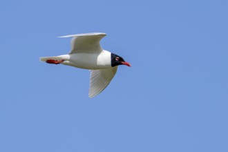 Mediterranean gull (Ichthyaetus melanocephalus, Larus melanocephalus) in breeding plumage flying