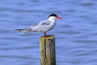 Ringed common tern (Sterna hirundo) adult in breeding plumage calling from wooden pole along the