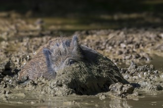 Wild boar (Sus scrofa) with muddy snout wallowing in mud puddle in forest