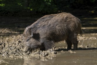 Wild boar (Sus scrofa) with muddy snout foraging in wallow, mud puddle in forest