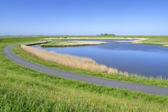 Path and pond in brackish polder at nature reserve Zandkes from Natuurmonumenten near