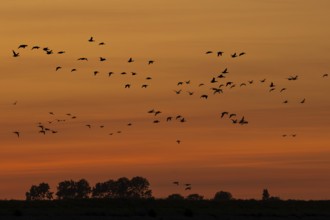 Flock of migrating brant geese, brent goose group (Branta bernicla) silhouetted in flight against