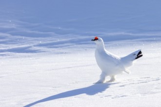 Rock ptarmigan (Lagopus muta hyperborea) male in white winter plumage with red eyebrows on snow
