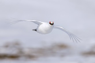 Rock ptarmigan (Lagopus muta, Tetrao mutus) male in white winter plumage with red eyebrows flying