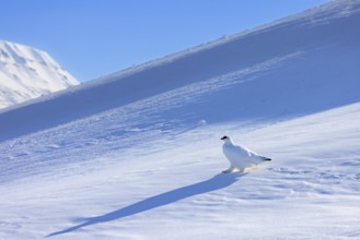 Rock ptarmigan (Lagopus muta) in white winter plumage with red eyebrows in breeding season foraging