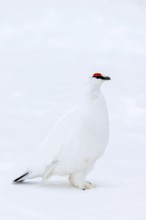 Rock ptarmigan (Lagopus muta hyperborea) male with red eyebrows showing white winter camouflage