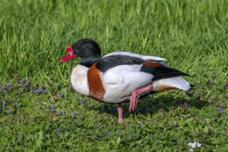 Common shelduck (Tadorna tadorna, Anas tadorna) adult male in breeding plumage resting on one leg