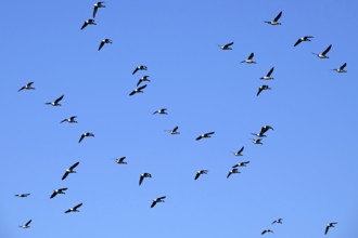 Flock of migrating brant geese, brent goose group (Branta bernicla) flying against blue sky during