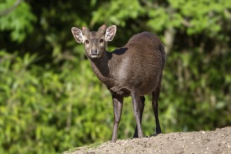 Reeves's muntjac, Chinese muntjac (Muntiacus reevesi) native to south-eastern China and introduced