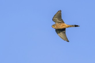 Common kestrel, European kestrel (Falco tinnunculus) adult male in flight against blue sky