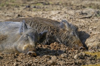 Two wild boars (Sus scrofa) sleeping in wallow, mud puddle
