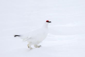 Rock ptarmigan (Lagopus muta hyperborea) male with red eyebrows showing white winter camouflage