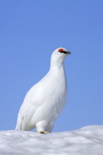 Rock ptarmigan (Lagopus muta hyperborea) male in white winter plumage with red eyebrows on snow