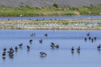 Flock of brant geese, brent goose (Branta bernicla) resting in shallow water of pond at Wagejot in
