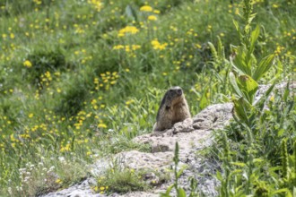 Marmot (Marmota marmota), Monte Baldo, Veneto, Italy