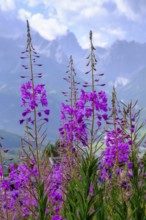 Wood anemone on the Helm, Sesto, Dolomites, Val Pusteria, South Tyrol, Italy