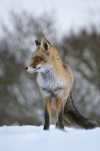 Waiting... Red fox (Vulpes vulpes), fox frontal in the snow, taken from the mouse perspective,
