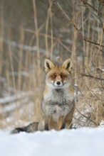 Very well-behaved... Red fox (Vulpes vulpes) in winter, sits spellbound at the edge of a hedge in