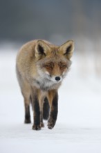 Considered... Red fox (Vulpes vulpes) in winter, running across a patch of ice in the snow towards