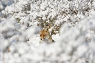 Hidden between bushes... Red fox (Vulpes vulpes) in the high snow, a winter fairy tale, native