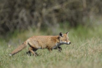 Young fox... Red fox (Vulpes vulpes), fox pup, young fox, young exploring the environment, native