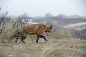 Red fox (Vulpes vulpes) in winter, sly look, sneaking through dry grass over a hill in snowfall, is