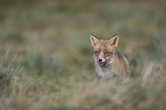 Appetite... Red fox (Vulpes vulpes), fox, predator sitting in a meadow licking its snout,