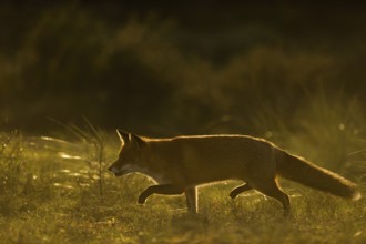 Stealthy hunter... Red fox (Vulpes vulpes), fox sneaking in the last evening light, backlight